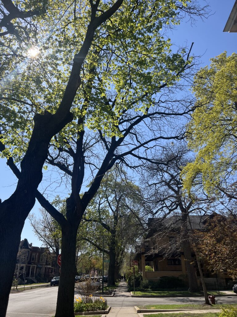 tree tops