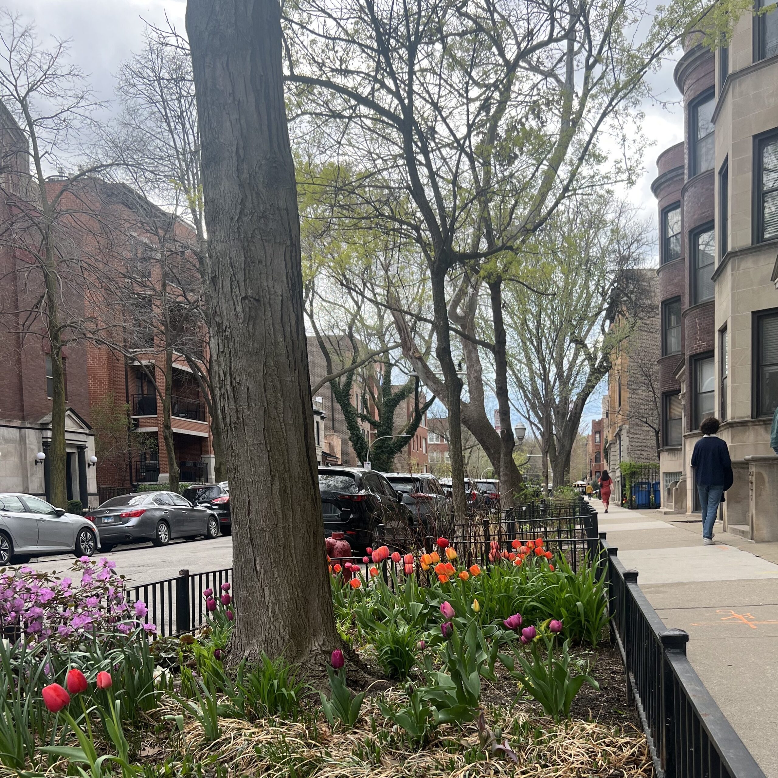 tulips