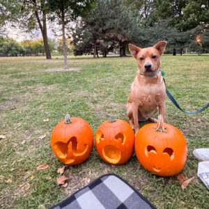 bucket list for fall